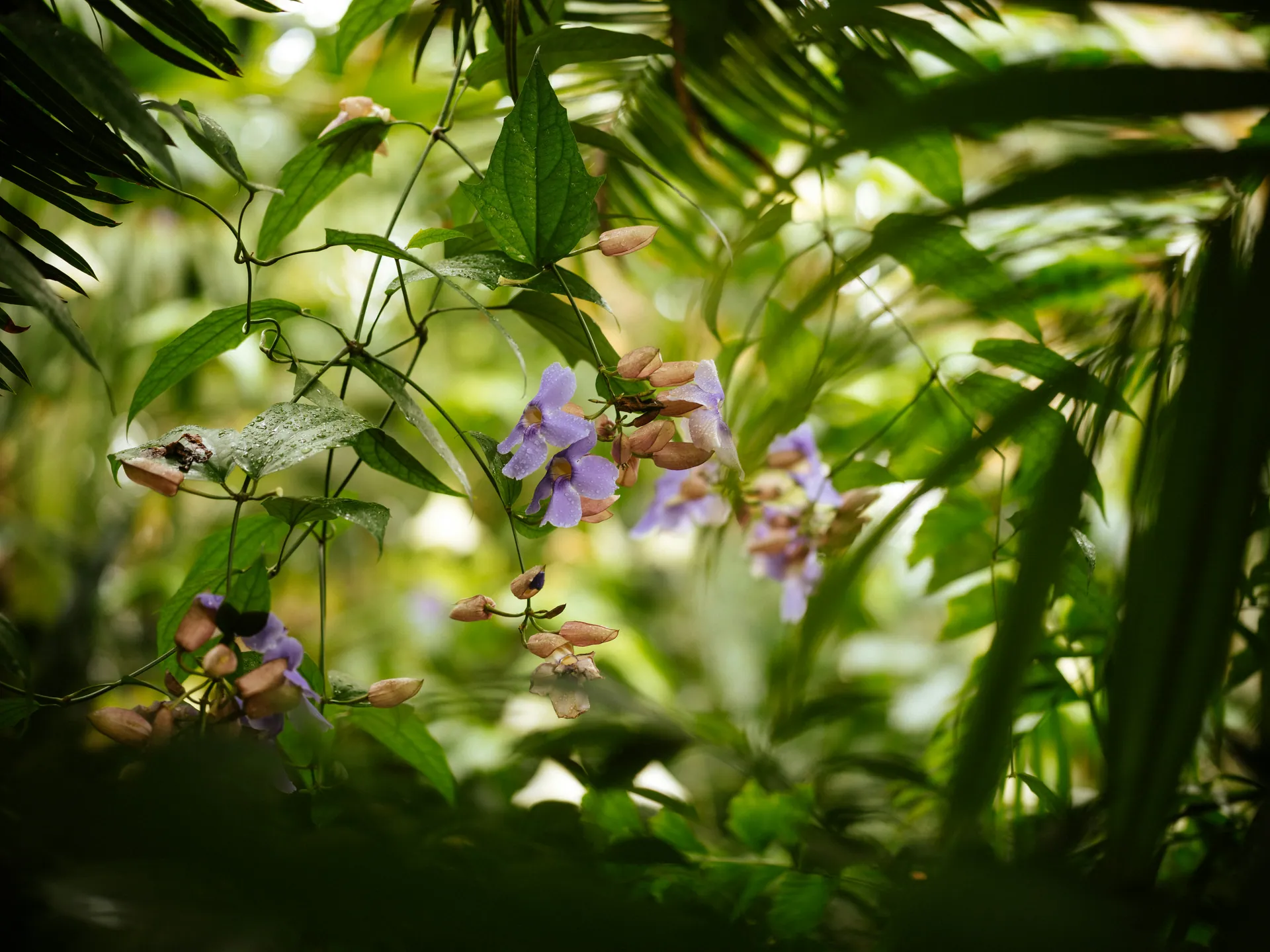 Résidence Bougainville — Saint-Denis